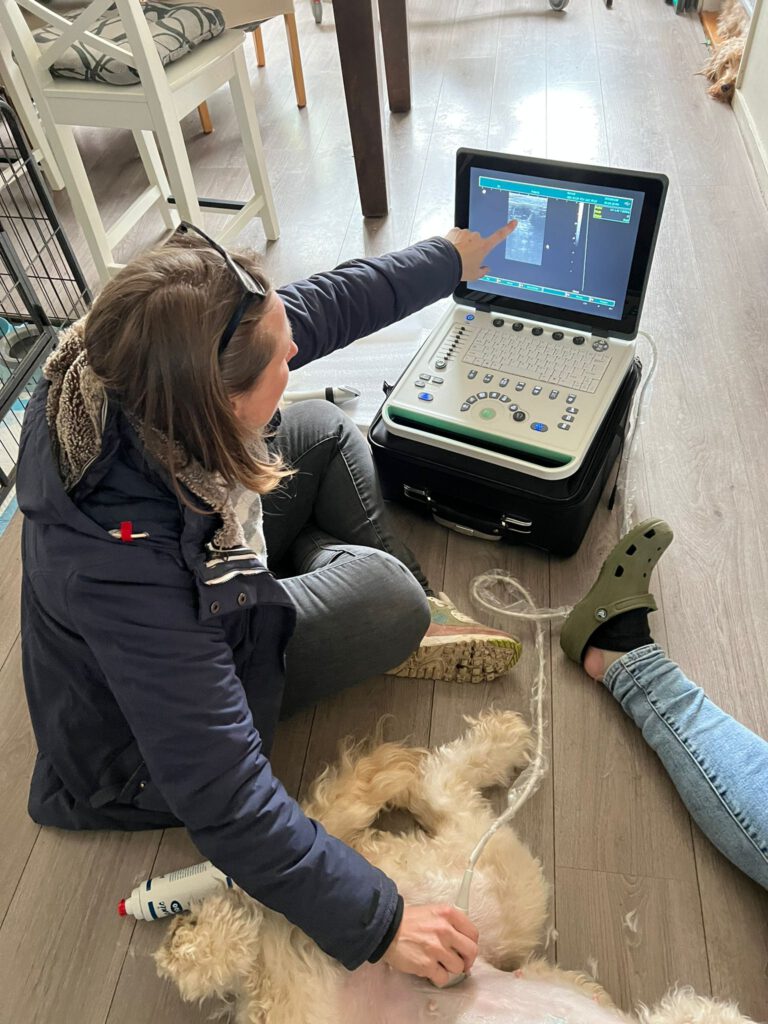 Echo aan huis van je drachtige hond. Dierdrachtecho bij je thuis